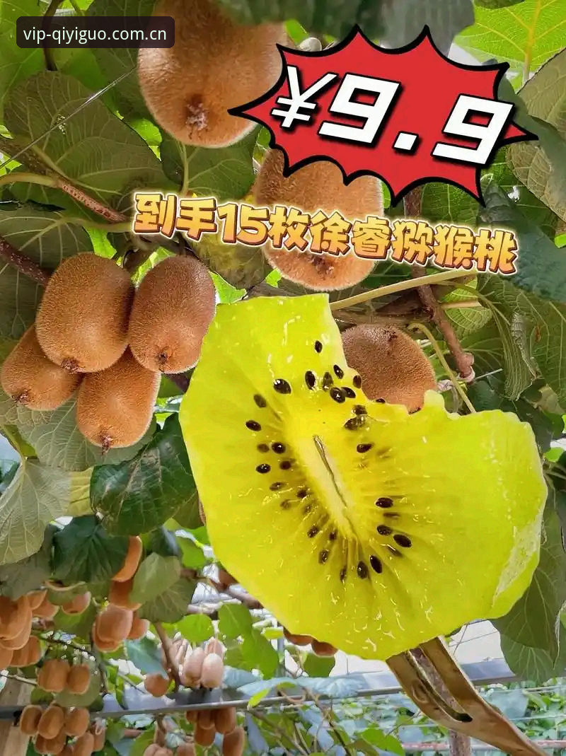 奇异果体育直播平台 奇异果体育直播平台实用指南:从入门到精通的多视角观赛必备知识